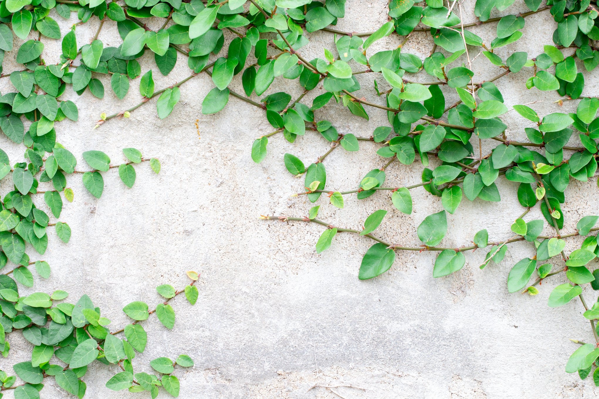 Green Creeper Plant on white wall